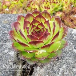 Sempervivum 'Mixed' 18 Sempervivum 'Mixed' -Flower Plants Shop SEMP V65856 C