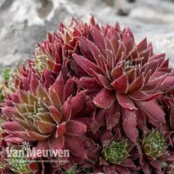 Sempervivum 'Mixed' 14 Sempervivum 'Mixed' -Flower Plants Shop SEMP V65856 D