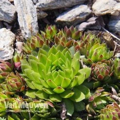 Sempervivum 'Mixed' 16 Sempervivum 'Mixed' -Flower Plants Shop SEMP V65856 E