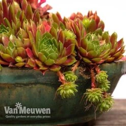 Sempervivum 'Mixed' 19 Sempervivum 'Mixed' -Flower Plants Shop SEMP V65856 F