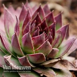 Sempervivum 'Mixed' 13 Sempervivum 'Mixed' -Flower Plants Shop SEMP V65856 G