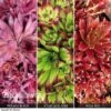Sempervivum Collection -Flower Plants Shop SEMP V73396 A h