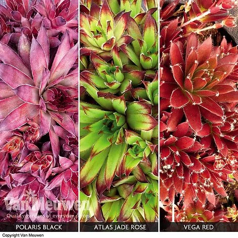 Sempervivum Collection 3 Sempervivum Collection