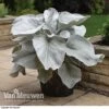 Senecio 'Angel Wings' -Flower Plants Shop SENE VKA3811 A