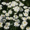 Shasta Daisy 'Fair Lady' -Flower Plants Shop SHAS V59632 A h