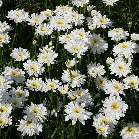 Shasta Daisy 'Fair Lady' 3 Shasta Daisy 'Fair Lady'