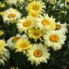 Shasta Daisy 'Goldfinch' -Flower Plants Shop SHAS V63474 A h