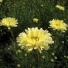 Shasta Daisy 'Real Dream' 1 Shasta Daisy 'Real Dream' -Flower Plants Shop SHAS V63475 A h