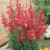Sidalcea Hybrida 'Party Girl' -Flower Plants Shop SIDA V65864 A h