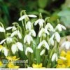 Snowdrops In The Green -Flower Plants Shop SNOW 60343 A