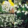 Snowdrop Collection -Flower Plants Shop SNOW V47504 A h