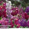 Stocks 'Most Scented Mix' -Flower Plants Shop STOC P6106 A