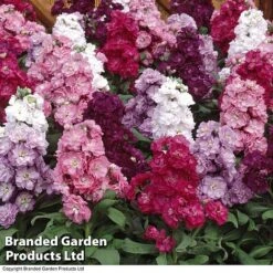 Stocks 'Most Scented Mix' -Flower Plants Shop STOC P6106 D