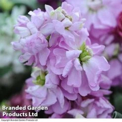 Stocks 'Most Scented Mix' -Flower Plants Shop STOC P6106 E