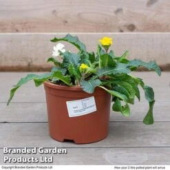 Stocks 'Most Scented Mix' -Flower Plants Shop STOC P6106 F