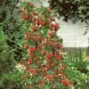 Strawberry 'Mount Everest' -Flower Plants Shop STRA V17835 A h