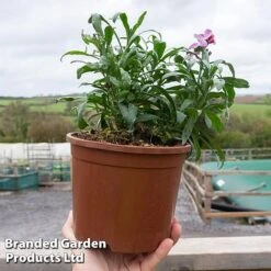 Wallflower 'Sugar Rush' Mix -Flower Plants Shop SUGAR RUSH2LTR2