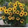 Sunflower SunBelievable™ 'Brown Eyed Girl' -Flower Plants Shop SUNB VKA1036 A