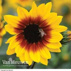 Sunflower SunBelievable™ 'Brown Eyed Girl' -Flower Plants Shop SUNB VKA1036 B