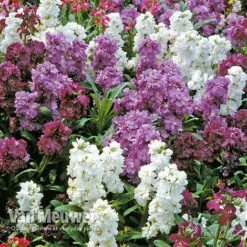 Stocks 'Brompton' 7 Stocks 'Brompton' -Flower Plants Shop Stocks Brompton