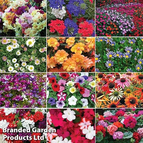 Nurseryman’s Choice Summer Favourites 3 Nurseryman’s Choice Summer Favourites