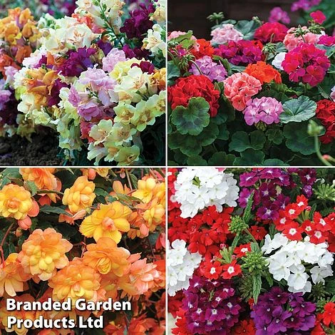 Nurseryman’s Choice Summer Favourites 4 Nurseryman’s Choice Summer Favourites - Image 2