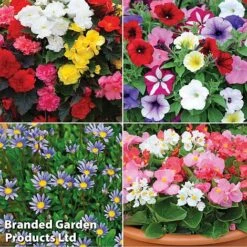 Nurseryman’s Choice Summer Favourites 10 Nurseryman’s Choice Summer Favourites -Flower Plants Shop TM 4image nurseryman without watermark