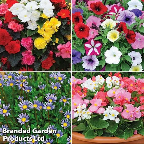 Nurseryman’s Choice Summer Favourites 5 Nurseryman’s Choice Summer Favourites - Image 3