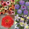 Garden Ready Perennial Collection -Flower Plants Shop TM VN121W GR 090618 edited