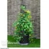 Tower Pot™ Black & Gold -Flower Plants Shop TOWE V48803P A