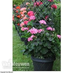 Tower Pot™ Black & Gold -Flower Plants Shop TOWE V48803P B