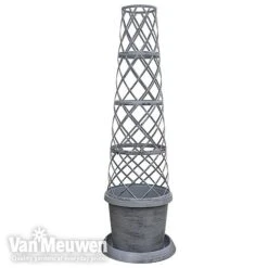 Clematis Montana 'Mayleen' -Flower Plants Shop TOWER POT1