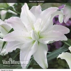 Tree Lily 'Crystal Collection' -Flower Plants Shop TREE 70647 C