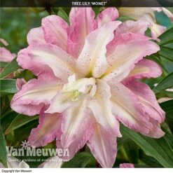 Tree Lily 'Crystal Collection' -Flower Plants Shop TREE 70647 D