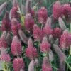 Trifolium Rubens -Flower Plants Shop TRIF V65928 A h