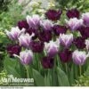 Tulip 'Black Cherry Frost' -Flower Plants Shop TUL V57615 A