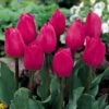 Tulip 'Barcelona' -Flower Plants Shop TULI 60886V A h
