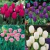 Tulip 'Chic Collection' -Flower Plants Shop TULI 70372V A h