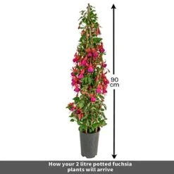 Fuchsia 'Pink Fizz' -Flower Plants Shop Untitled 1