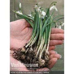 Spring Bulbs In The Green Collection -Flower Plants Shop V59885 B