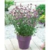Verbena Bonariensis 'Lollipop' -Flower Plants Shop VERB V58782 A h