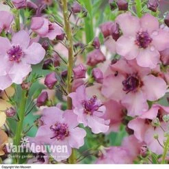 Verbascum X Hybrida 'Southern Charm' -Flower Plants Shop VERB V59782 C