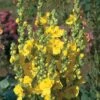 Verbascum Phlomoides 'Banana Custard' -Flower Plants Shop VERB V65938 A h