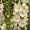 Verbascum Phlomoides 'Snow Maiden' -Flower Plants Shop VERB V65940 A h
