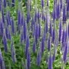 Veronica Spicata 'Royal Candles' -Flower Plants Shop VERO V59114 A h