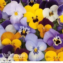 Viola 'Sorbet Mixed' -Flower Plants Shop VIOL 69674V A h