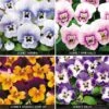 Viola 'Sorbet Collection' -Flower Plants Shop VIOL V57470 A h
