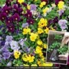 Viola 'Autumn Jewels Mixed' (Garden Ready) -Flower Plants Shop VIOL V63903 A h