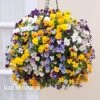 Viola (Ice Babies) 'Teardrops Mixed' (Pre-planted Hanging Basket) -Flower Plants Shop VIOL V65976 A