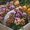 Viola 'Plums And Peaches' -Flower Plants Shop VIOL V72677 A h